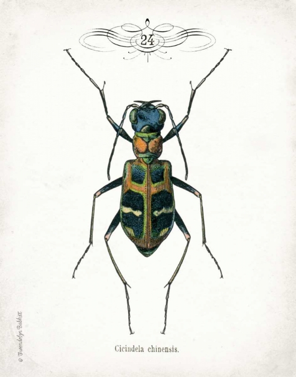 Picture of BEETLE I