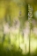 Picture of LAVENDER I
