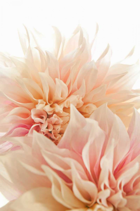 Picture of PINK DAHLIA II
