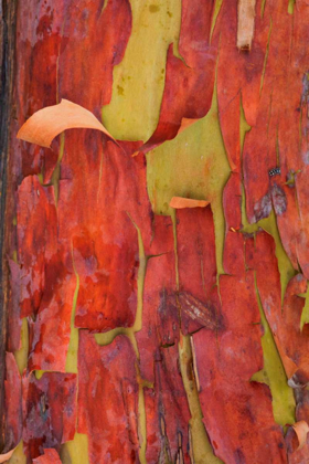 Picture of MADRONA BARK II