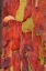 Picture of MADRONA BARK II