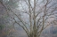 Picture of FOGGY WINTER I