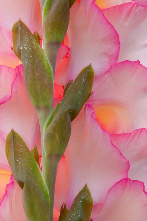 Picture of PINK GLADIOLA I