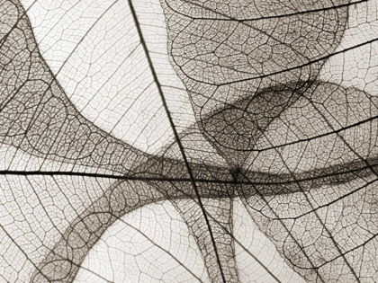 Picture of LEAF DESIGNS I SEPIA