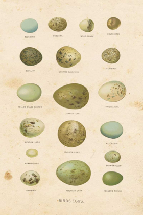 Picture of BIRDS EGGS I