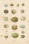 Picture of BIRDS EGGS I