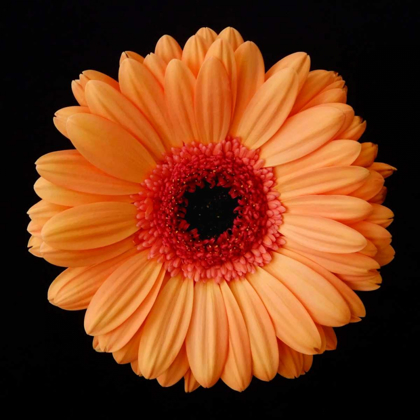 Picture of ORANGE GERBER DAISY