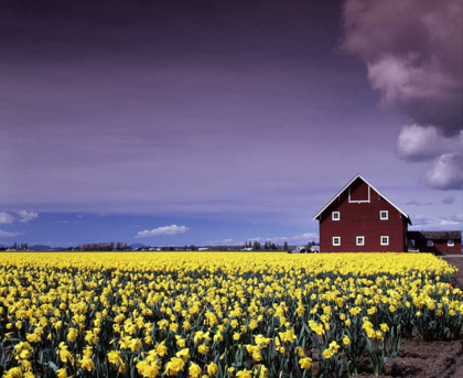 Picture of BARN IN DAFFODILS