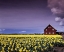 Picture of BARN IN DAFFODILS