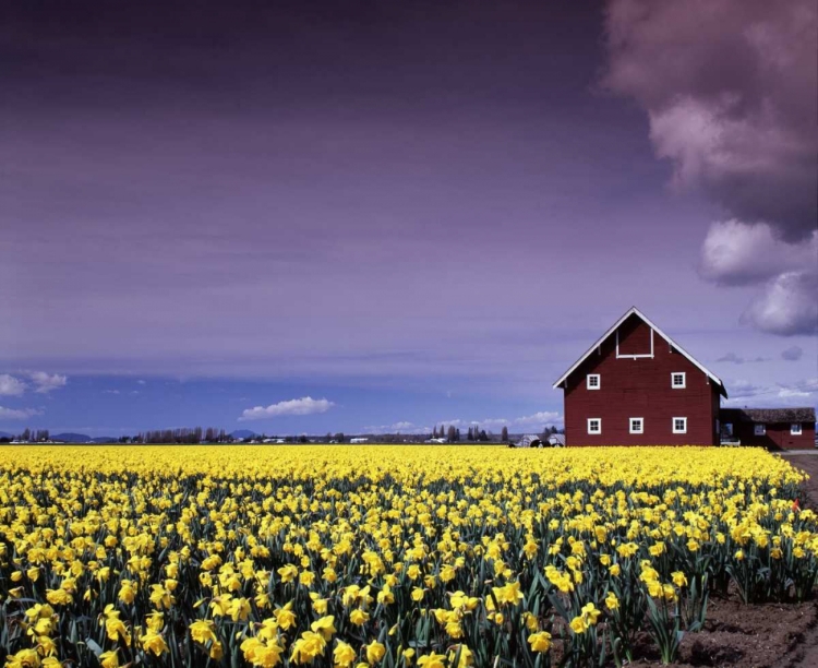 Picture of BARN IN DAFFODILS