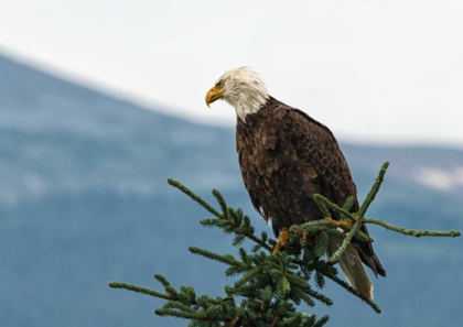 Picture of BALD EAGLE II