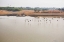 Picture of BIRDS II