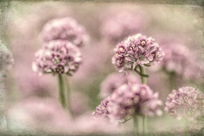 Picture of SEA THRIFT I