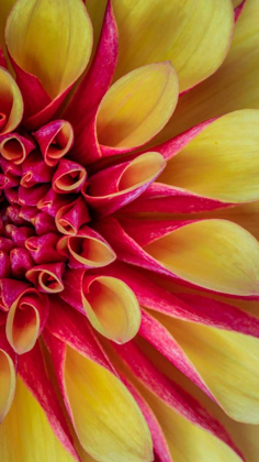 Picture of RED AND YELLOW DAHLIA II