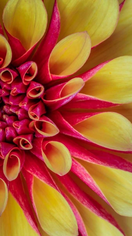 Picture of RED AND YELLOW DAHLIA II