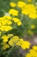 Picture of FIELD OF YELLOW