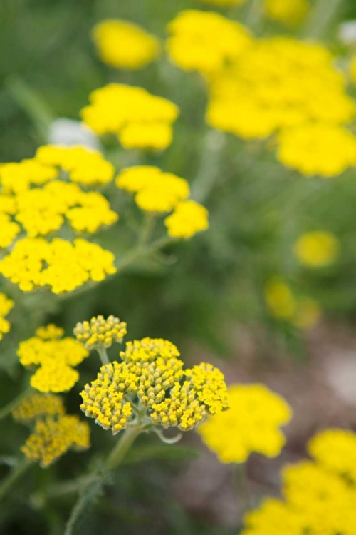Picture of FIELD OF YELLOW