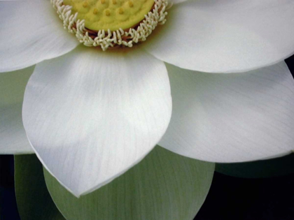 Picture of MACRO LOTUS