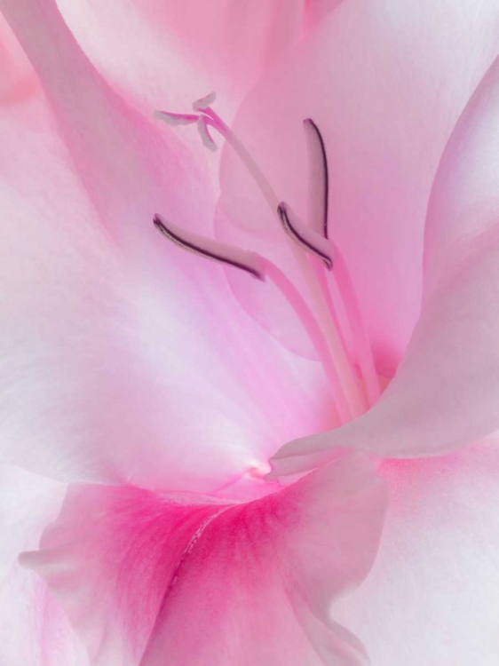 Picture of GLADIOLA BLOSSOM II