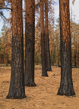 Picture of PONDEROSA FOREST AFTER FIRE