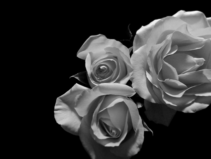 Picture of LESSENCE DE LA ROSE BW II