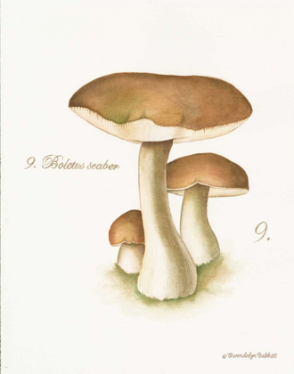 Picture of MUSHROOM II