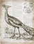 Picture of VINTAGE BIRD I