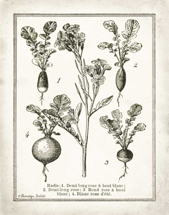 Picture of FRENCH RADISHES