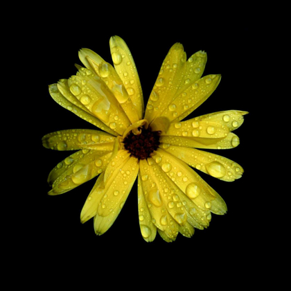 Picture of YELLOW MARIGOLD