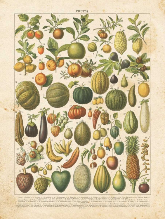 Picture of FRENCH FRUIT CHART