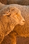 Picture of SHEEP