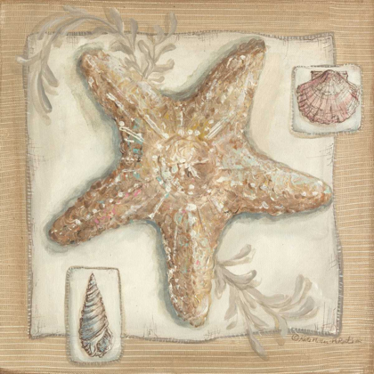 Picture of SANDY STARFISH