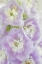Picture of DELPHINIUM BLOSSOMS I