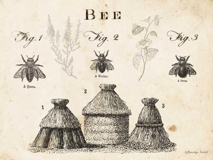 Picture of BEE CHART I