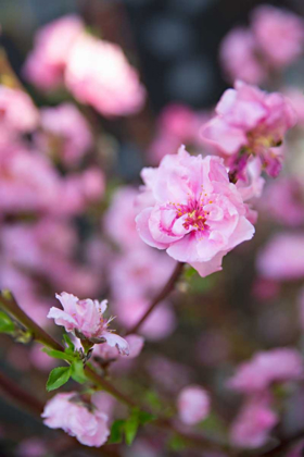 Picture of PINK BLOSSOMS I