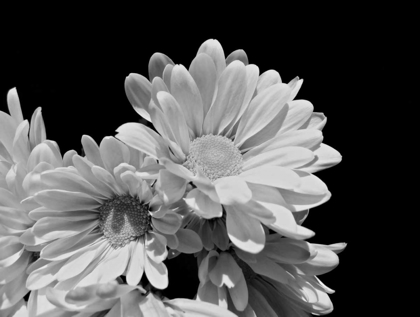 Picture of DAISY DAZZLE BW II