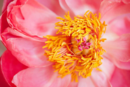 Picture of PINK PEONY VI