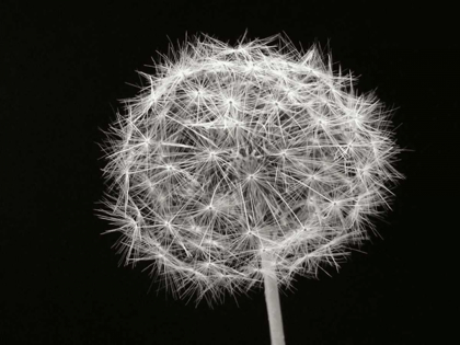 Picture of DANDELION 1