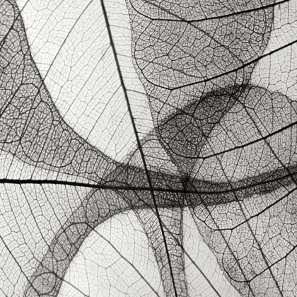 Picture of LEAF DESIGNS III BW