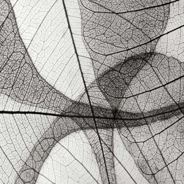 Picture of LEAF DESIGNS III BW