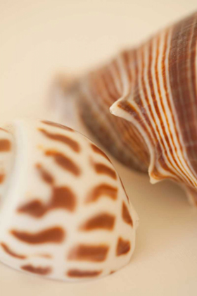 Picture of SEA SHELLS II