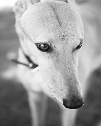 Picture of GREYHOUND BLACK AND WHITE