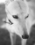 Picture of GREYHOUND BLACK AND WHITE