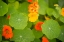 Picture of NASTURTIUMS II