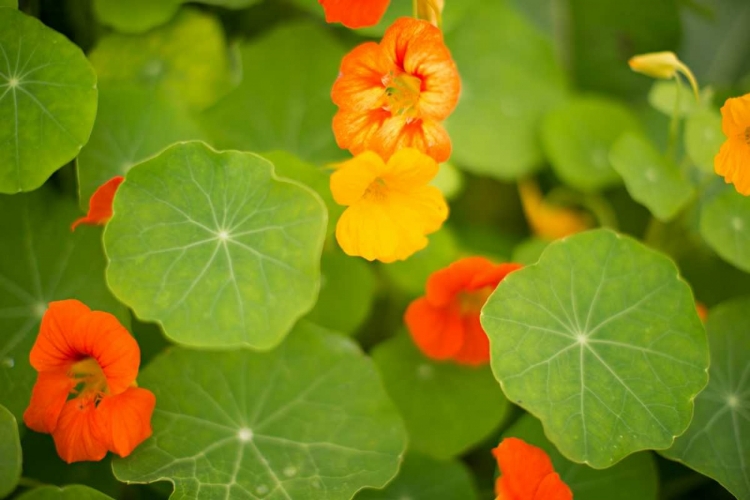 Picture of NASTURTIUMS II