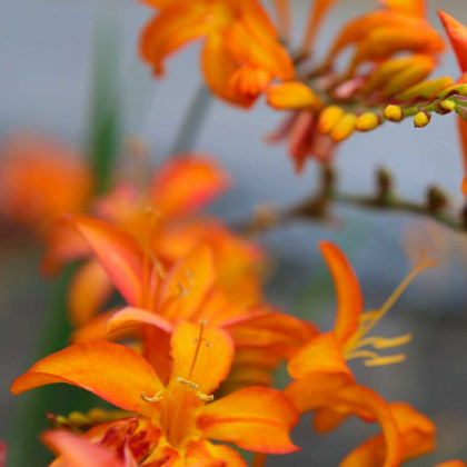 Picture of ORANGE LILIES I