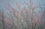 Picture of WINTER TREE LIMBS I