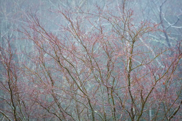 Picture of WINTER TREE LIMBS I