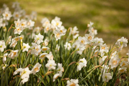 Picture of DAFFODILS