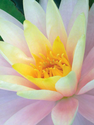 Picture of WATER LILY